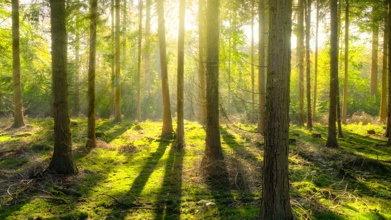 An image that shows a forest on Earth Day 2024. Our blog discusses the film Canary.
